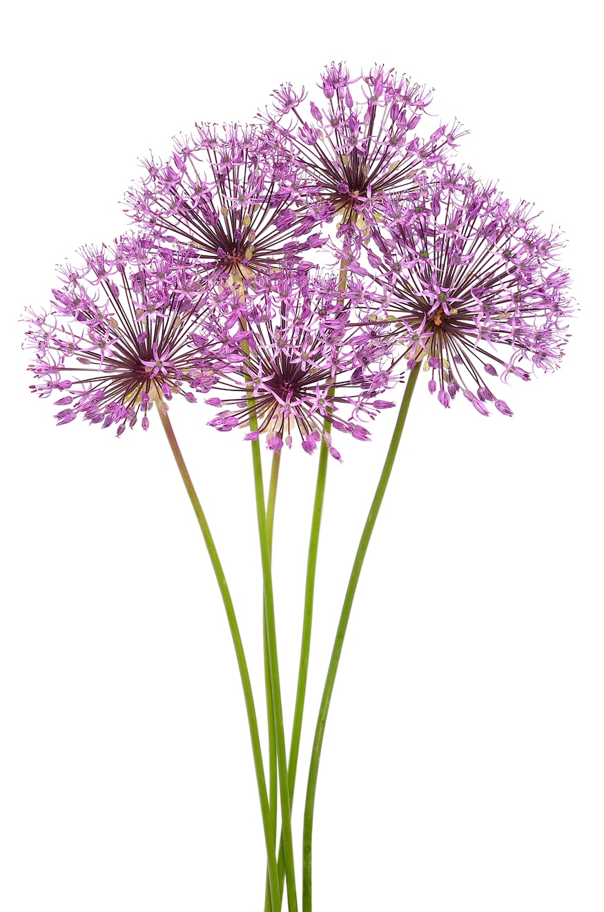 Allium bloemen