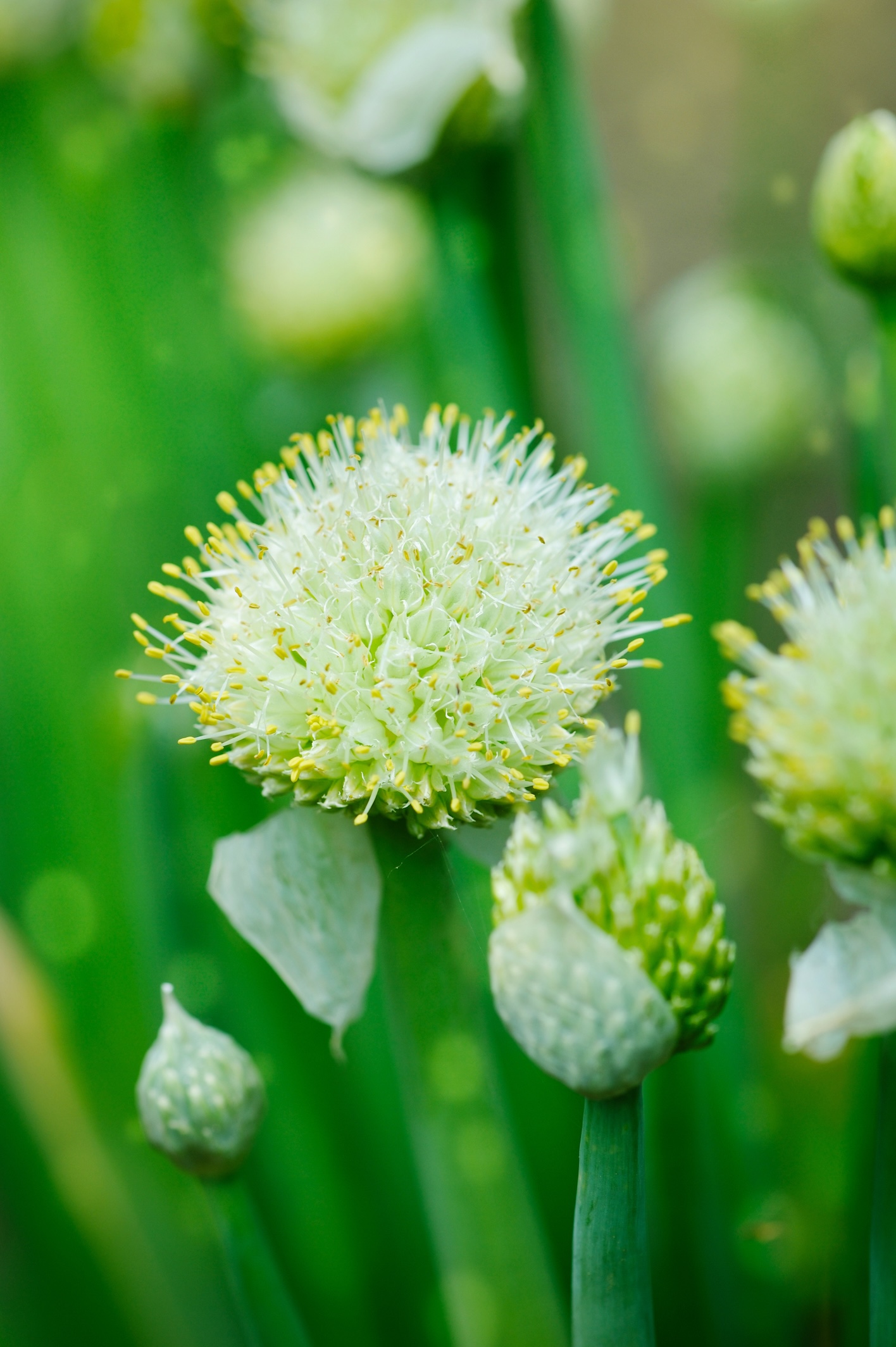 Allium bloemen