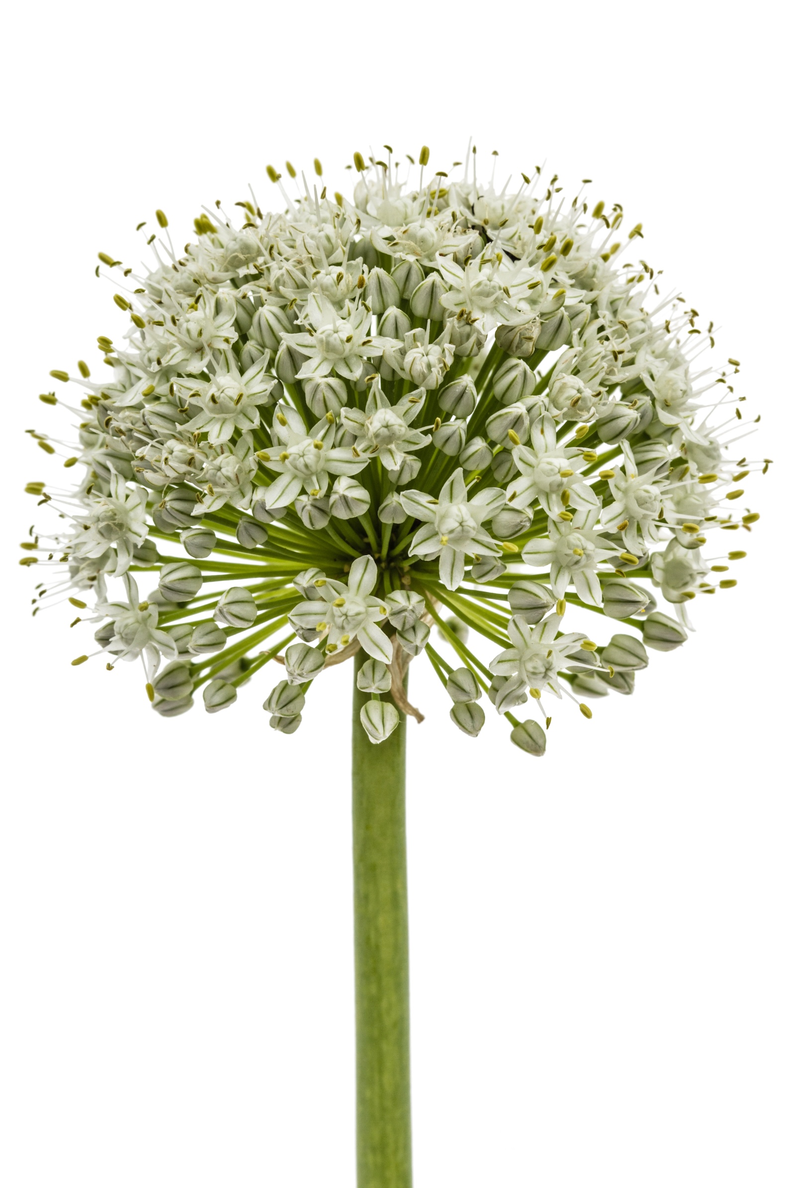 Allium bloemen