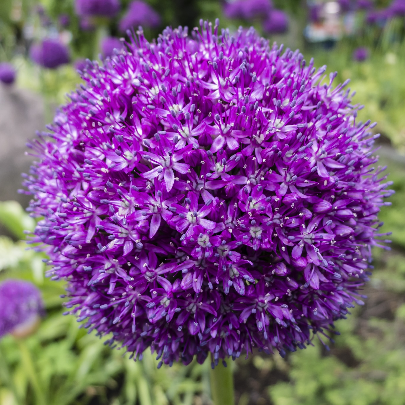 Allium bloemen