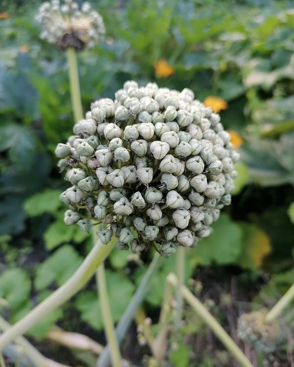 Onion