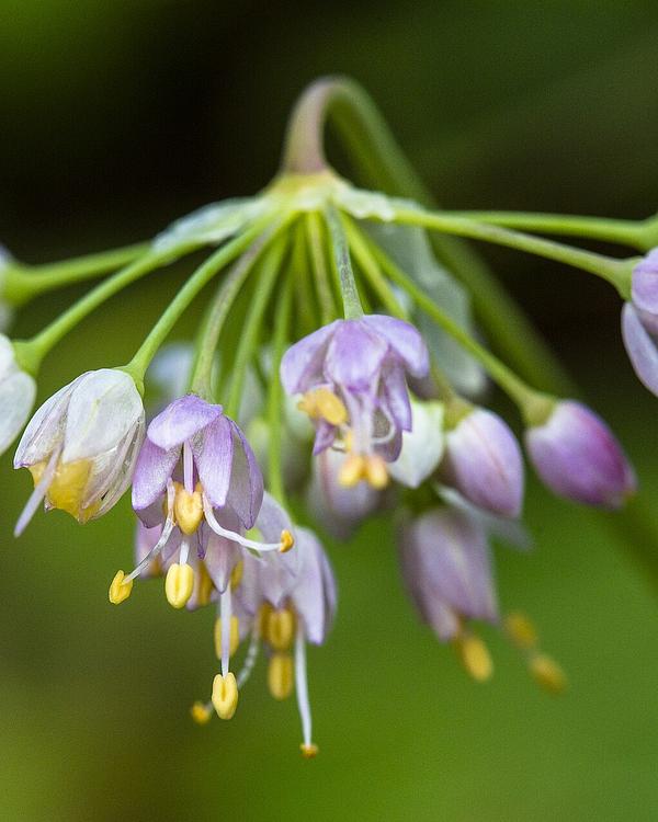 Nodding Onion