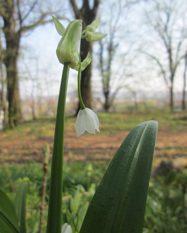 Few-flowered Garlic