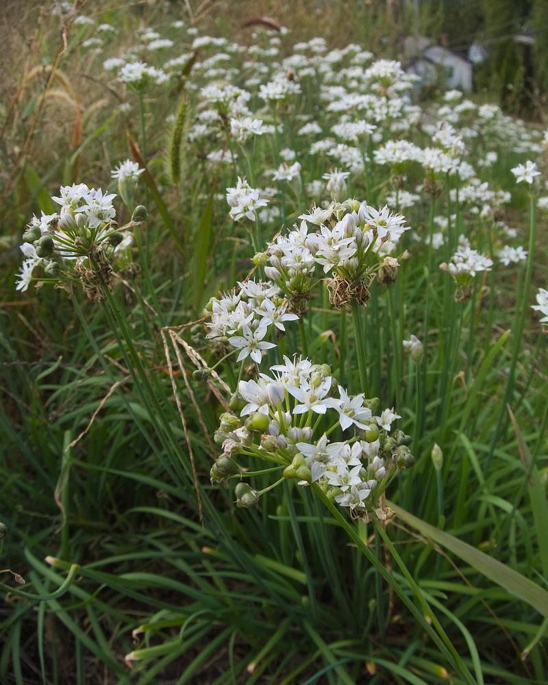 Garlic Chives