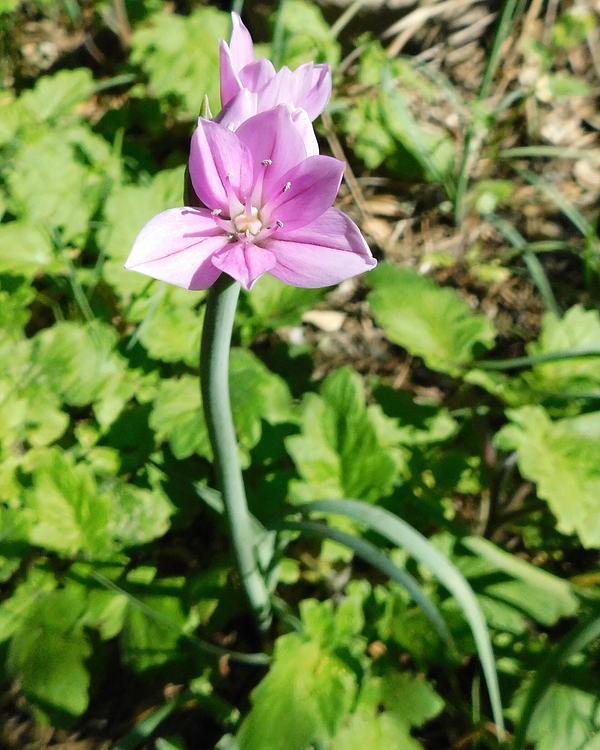 One-leaf Onion