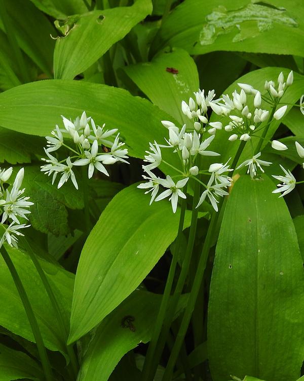 Wild Garlic