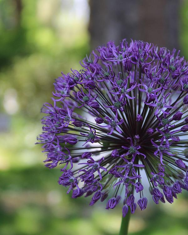 Blue Globe Onion