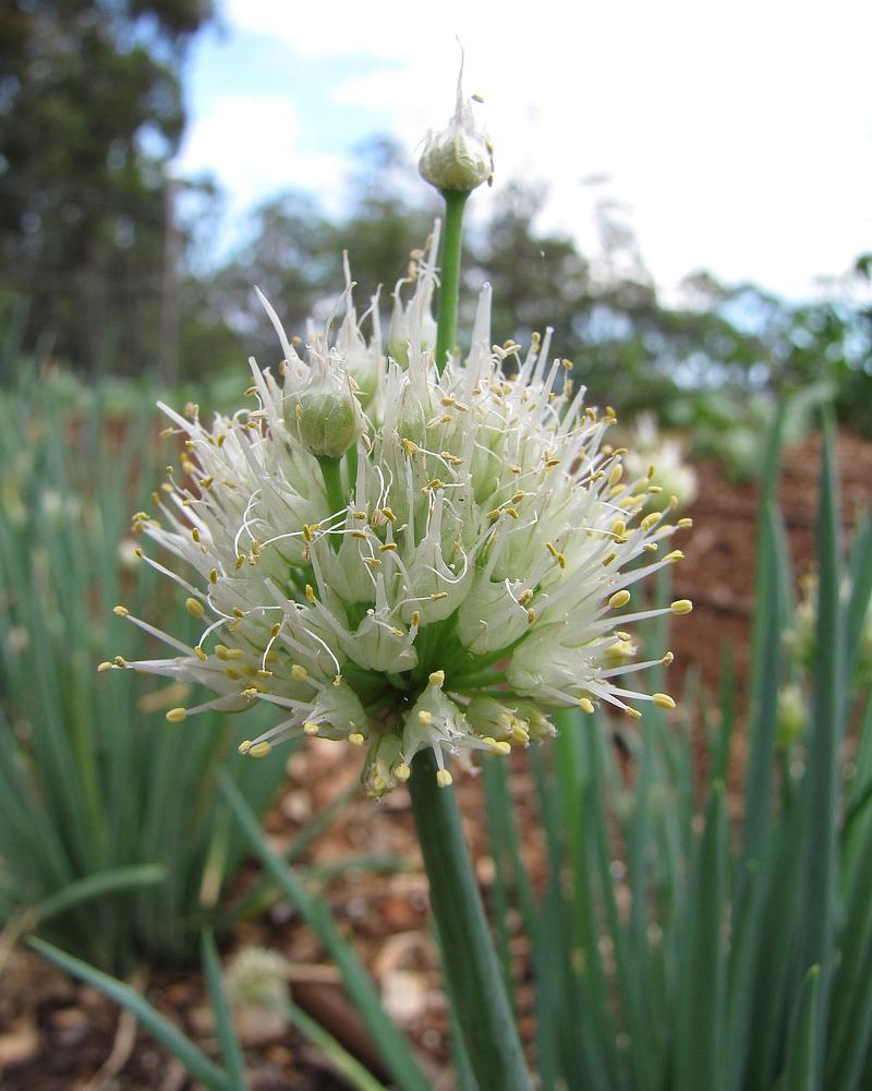Welsh Onion