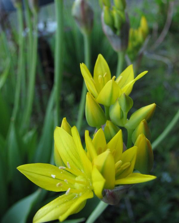Golden Garlic