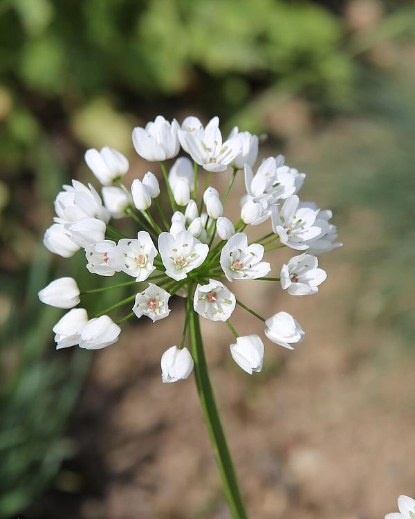 Naples Garlic